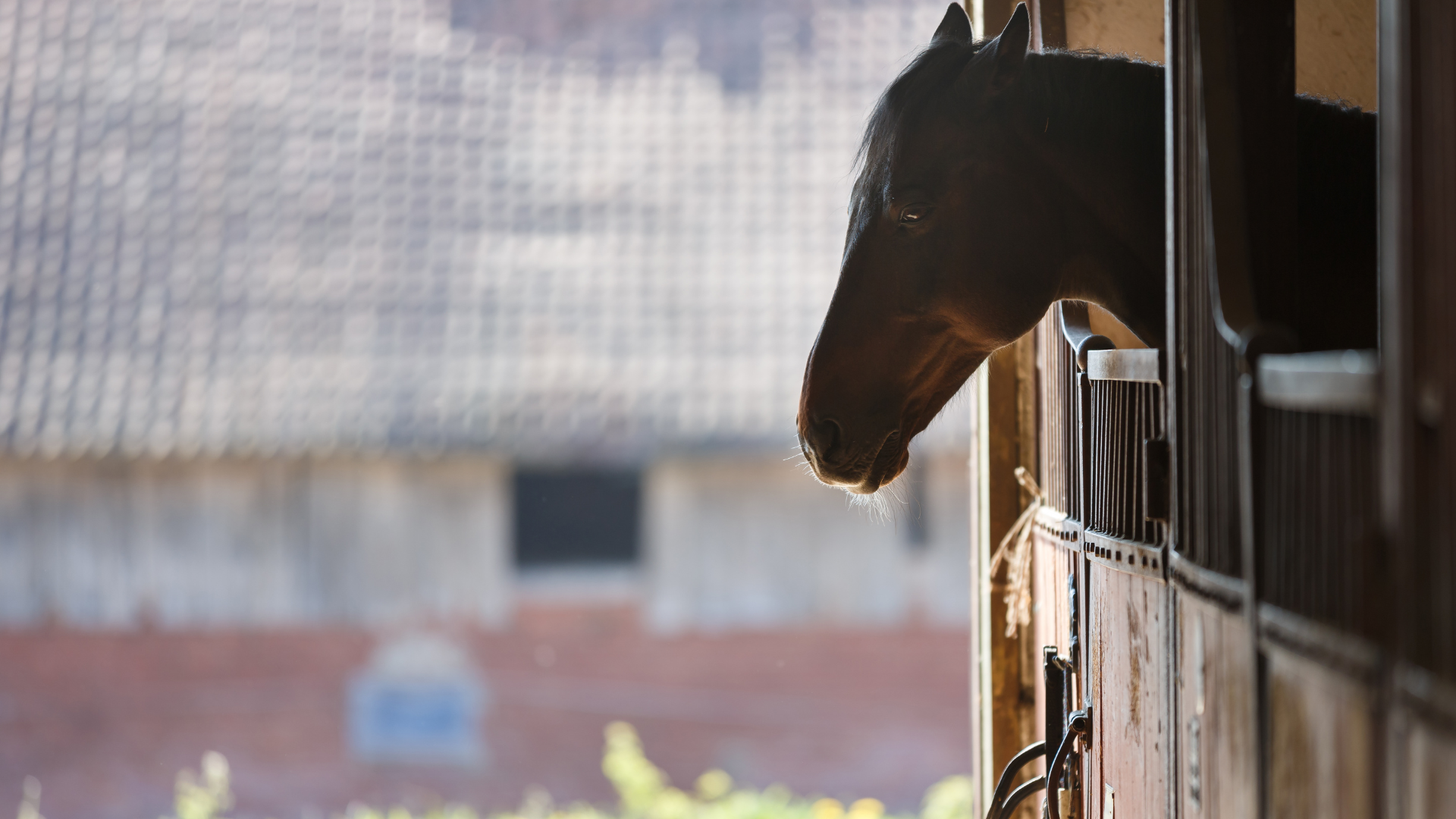 Weaving in Horses: What Causes It & How to Prevent It