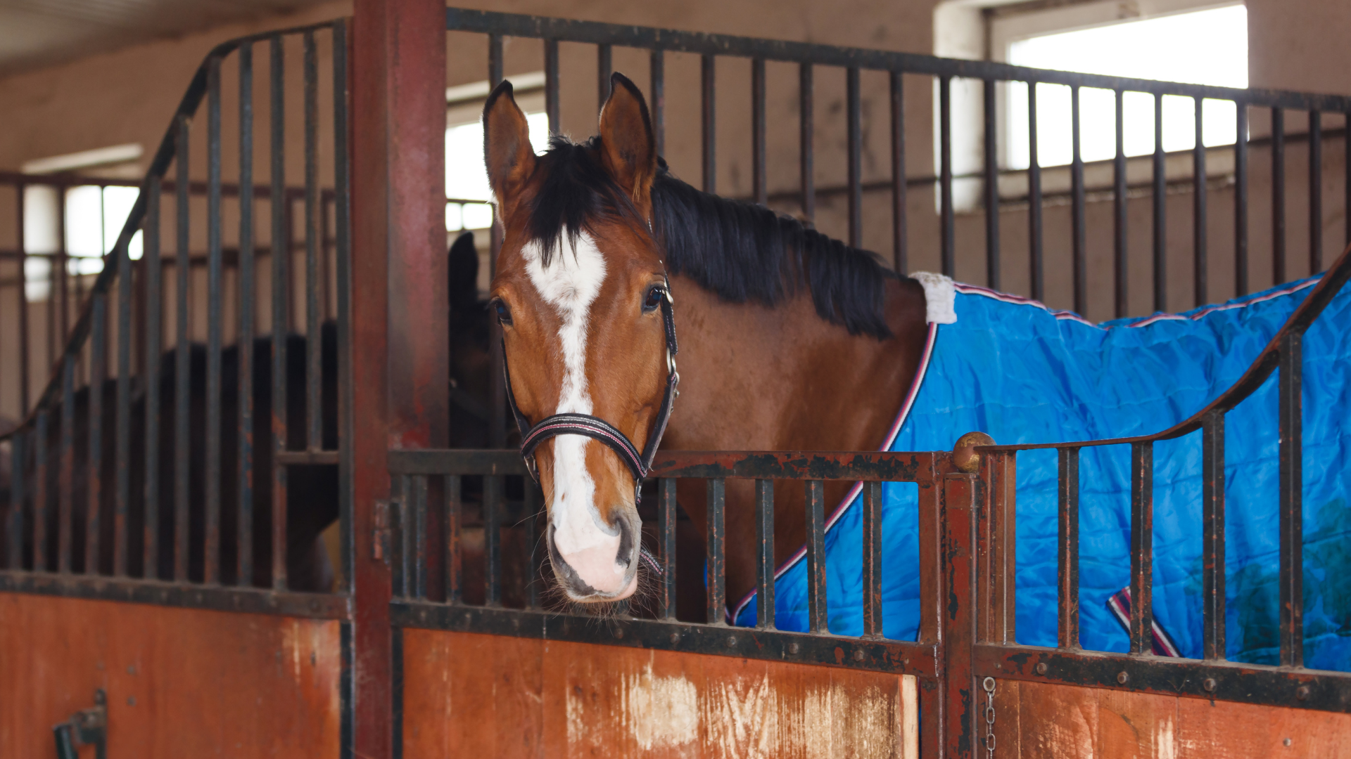 Horse Blanketing Guide: Essential Tips for Optimal Equine Comfort