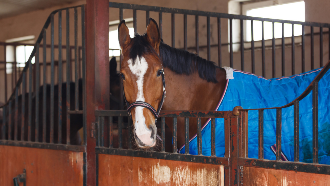 Horse Blanketing Guide Essential Tips for Optimal Equine Comfort
