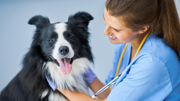 What Can I Do for My Dog in Pain?: Pain Relief Without Vet Prescriptions