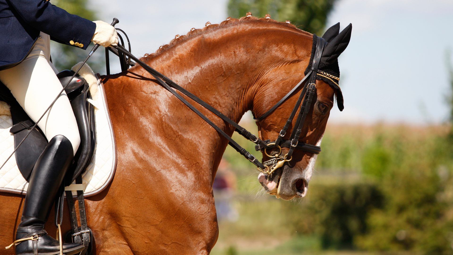 Hyperflexion in Horses: Understanding the Impact on Equine Performance and Health