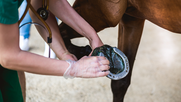 Limping Horse: Causes, Diagnosis, and Treatment Solutions
