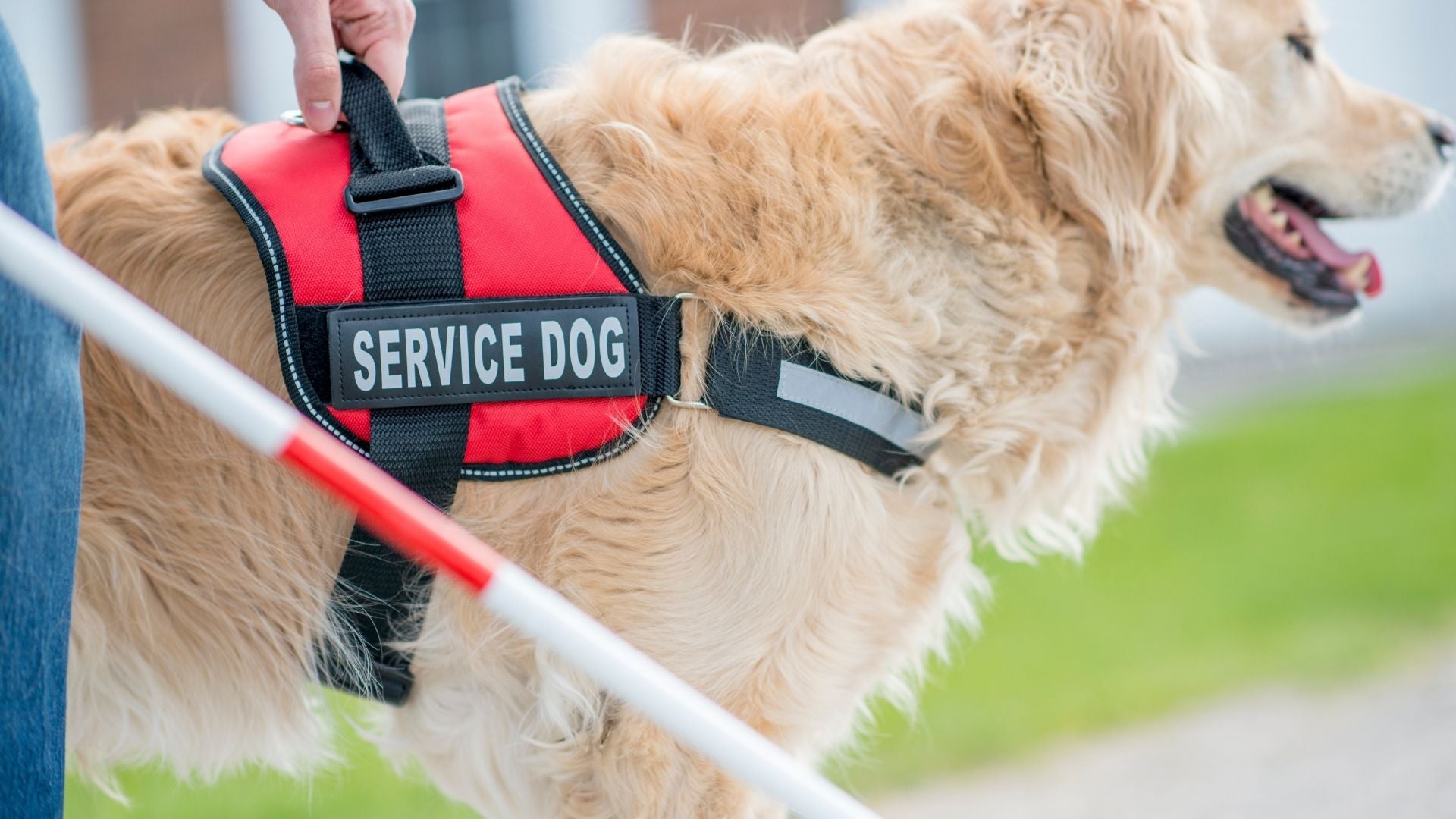 Service Dog Awareness Month
