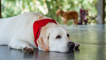 Understanding Canine Obesity