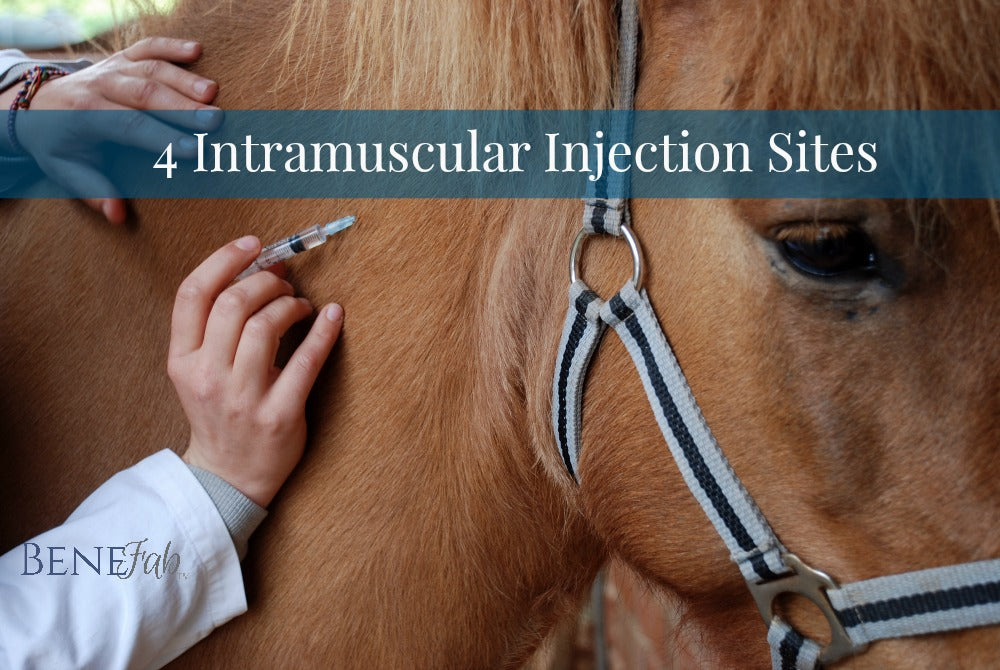 Horse Care: Four Intramuscular Injection Sites