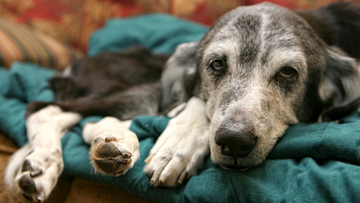 Natural remedies for cushing's disease in dogs clearance