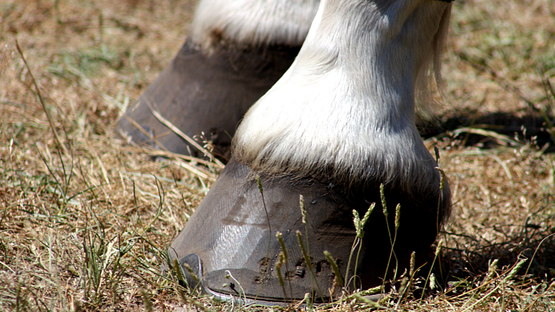 Club Foot in Horses: Answers to Your Questions
