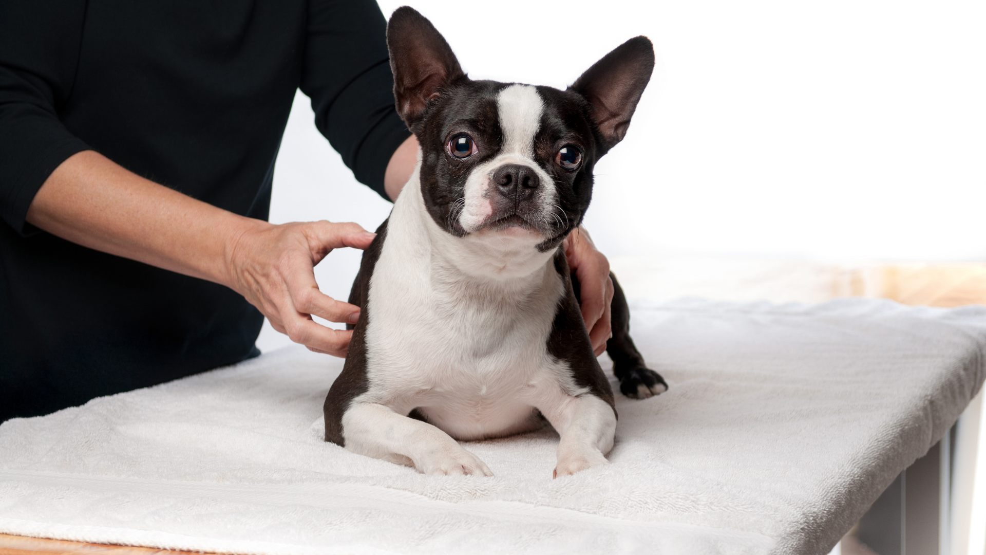 Dog Massage Therapy: The Benefits & Tips