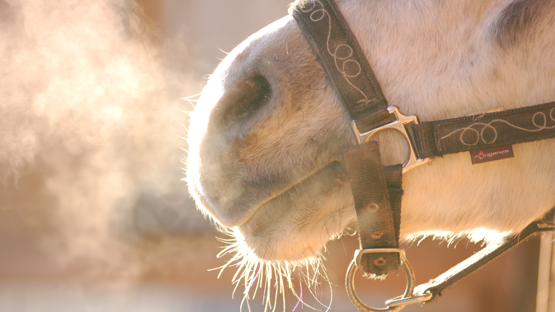 Strangles Vaccine for Horses: Is It Necessary?