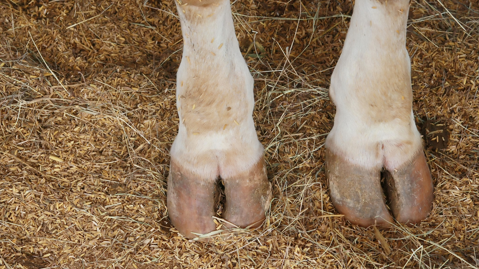 Common Diseases of Cattle
