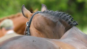 Sacroiliac Joint Pain in Horses