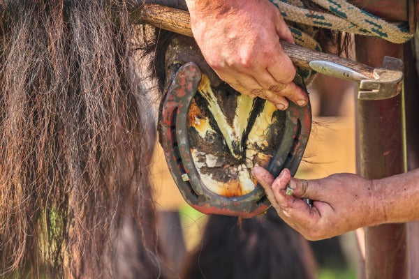 How to find a skilled farrier
