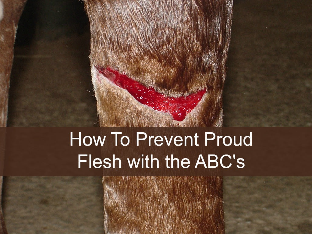 How To Prevent Proud Flesh With the ABC's