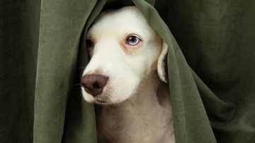 Dog Separation Anxiety