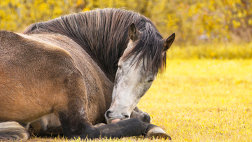 How Long Do Horses Sleep?