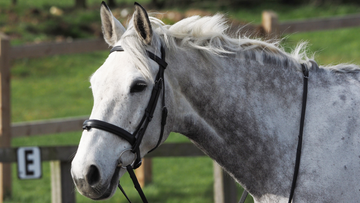 Understanding Equine TMJ Issues