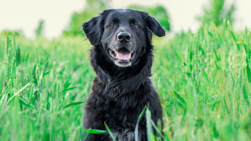 Chiropractic Care for Dogs