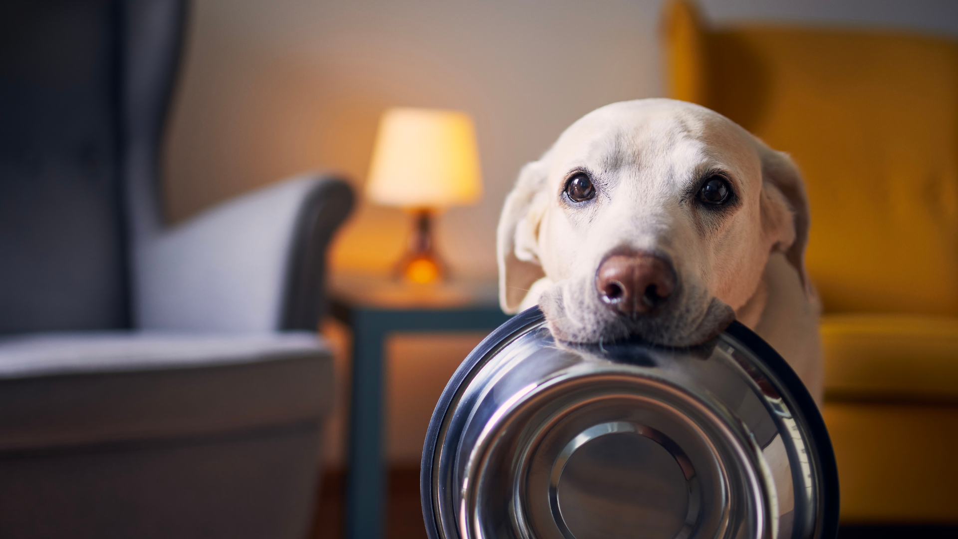 Chocolate Toxicity in Dogs