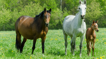 Horse Pregnancy: Gestation Timeline and Essential Mare Care Guidelines