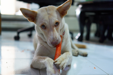Bad Breath in Dogs: Simple Home Remedies for Fresher Breath