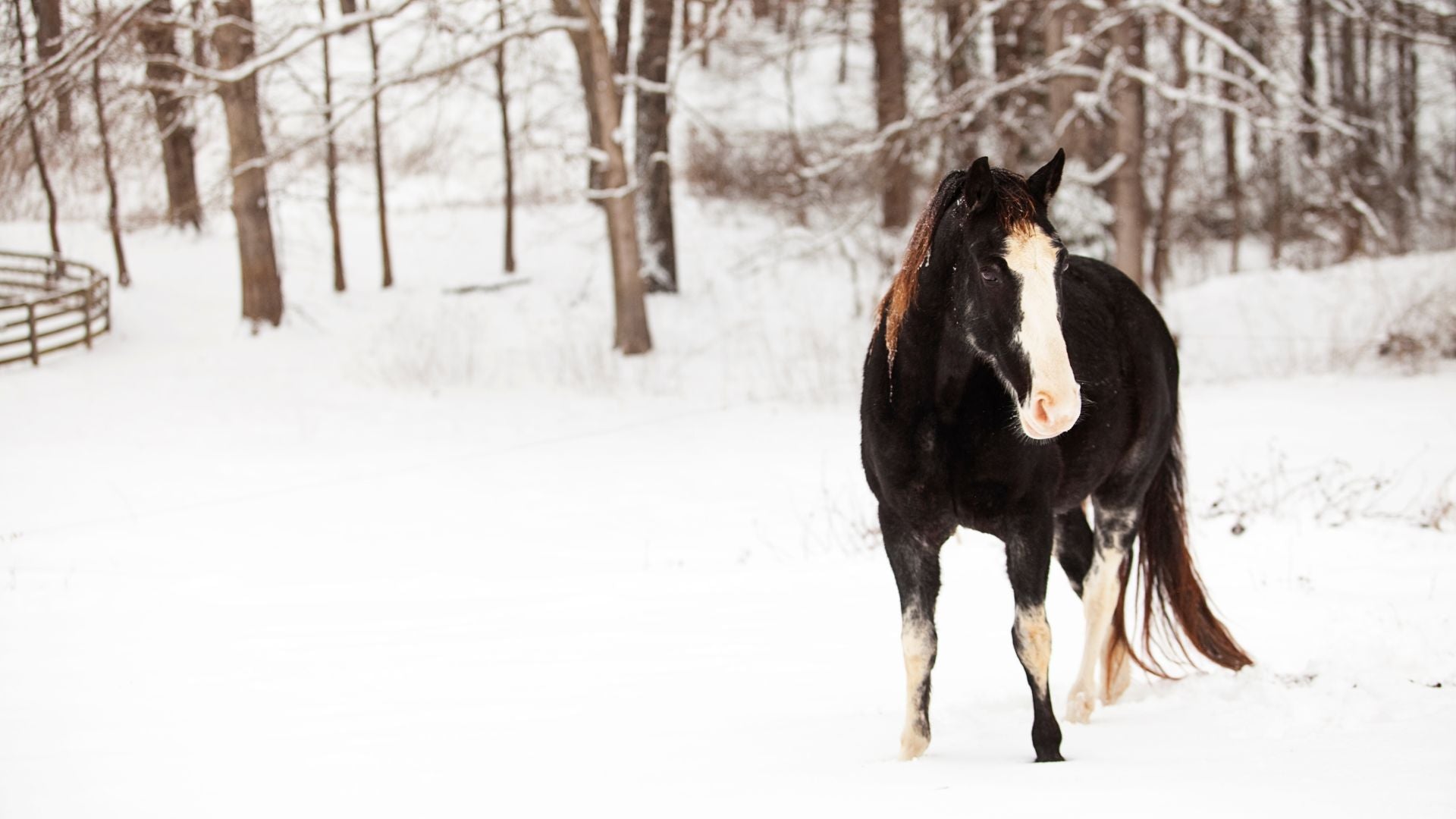 Arthritis in Horses: What You Should Know