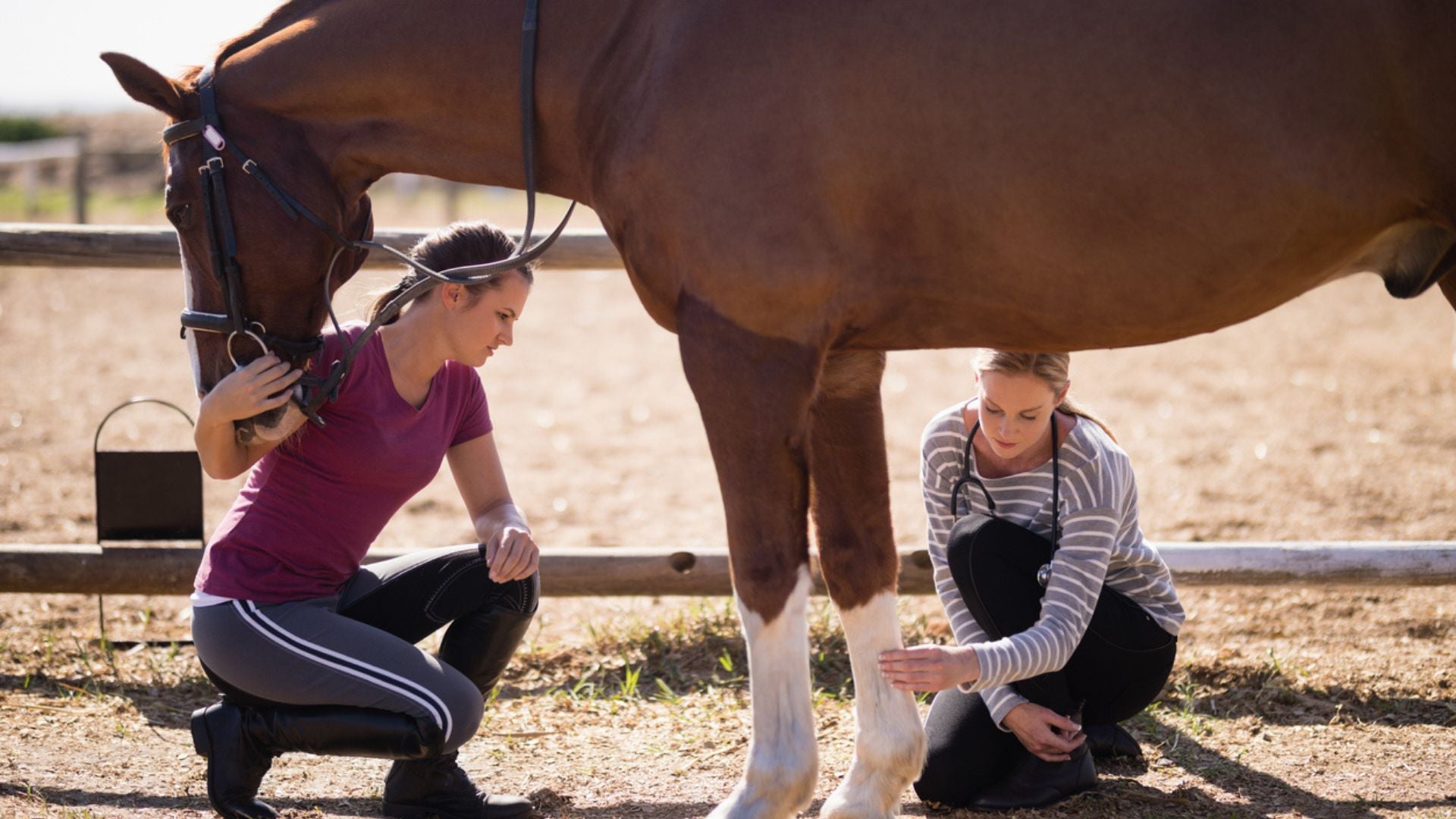 Equine Digital Pulse