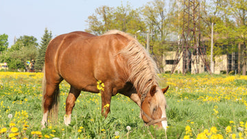 Can Horses Be Diabetic? Signs, Causes, and Care Tips