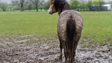 Preventing Mud Fever in Horses