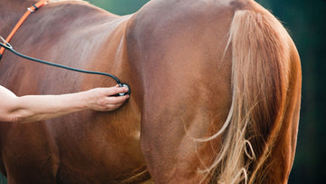 Equine Vitals: What Is Normal?