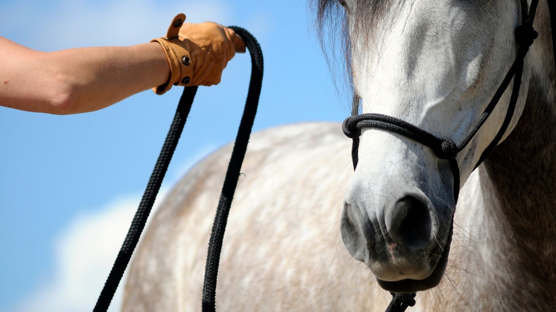 Groundwork Equipment to Take Your Horsemanship to the Next Level