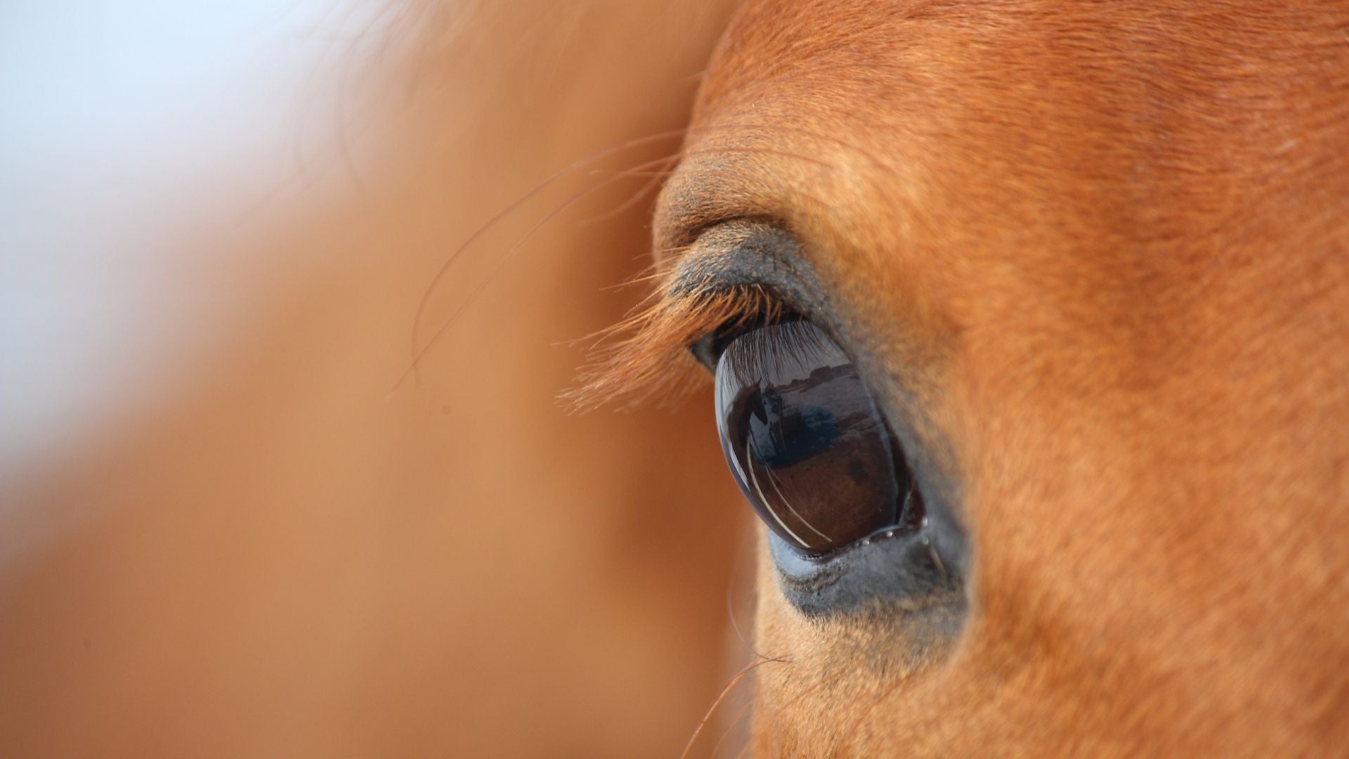 How Horses See the World: 10 Things to Know