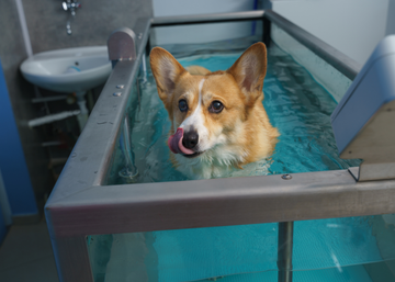 Canine Hydrotherapy For Dogs