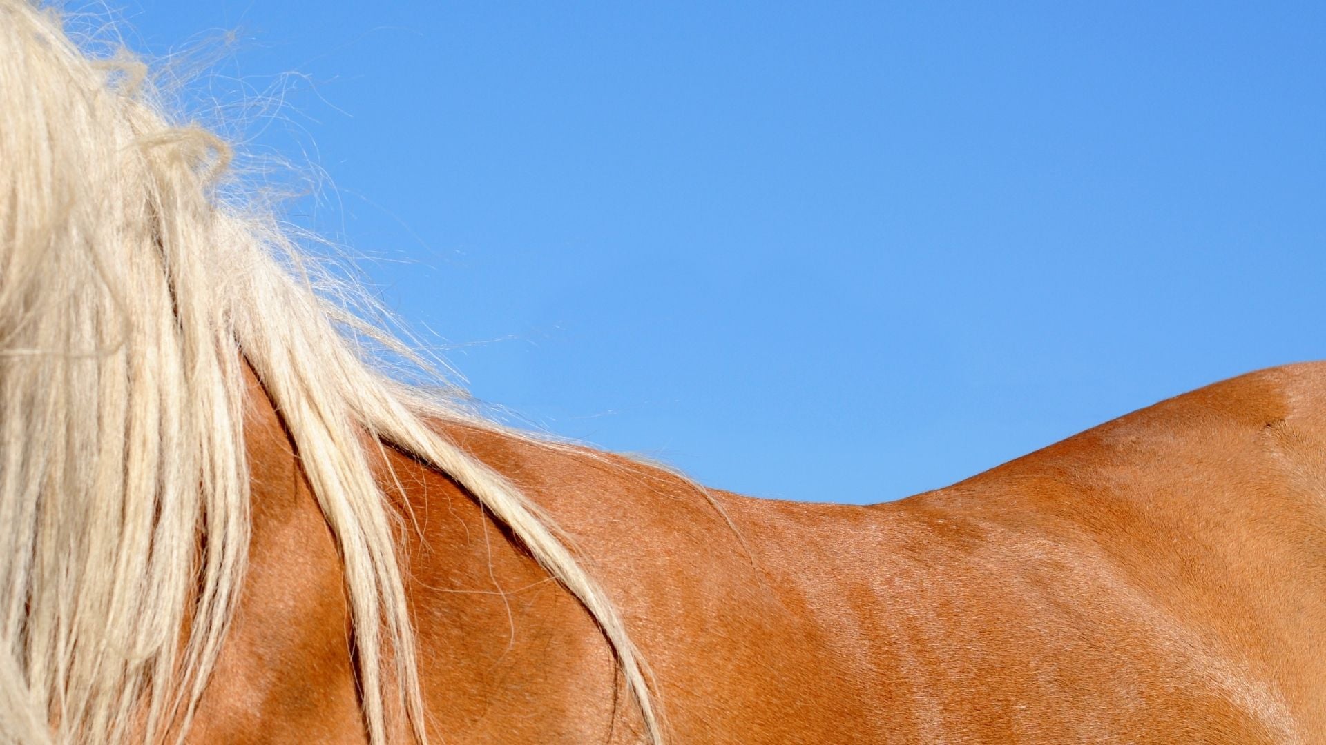 Top Five Symptoms of Back Soreness in Horses