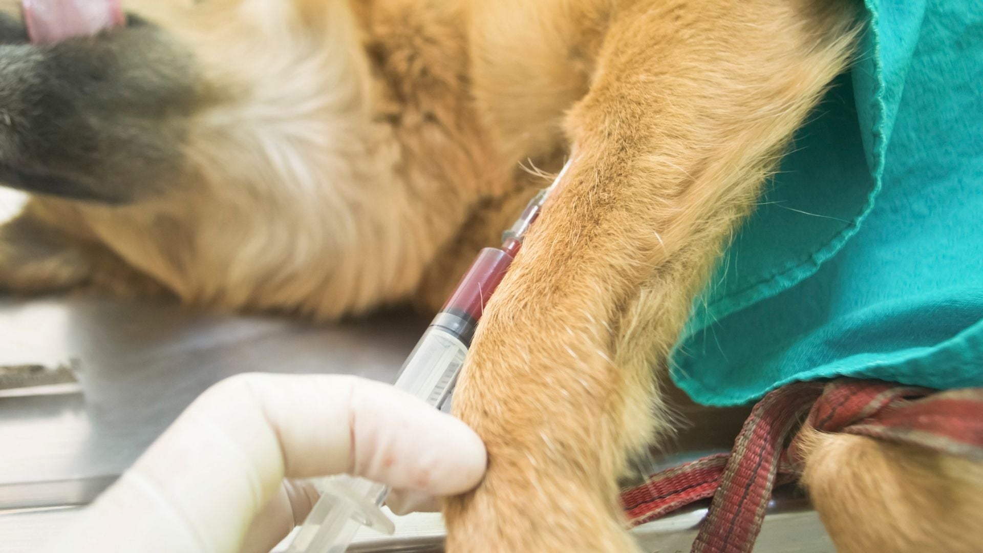 Can Dogs Be Blood Donors?