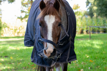 Cushing’s in Horses: How it’s Treated and Managed