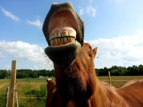 Equine Dental Care: The Need-to-Know