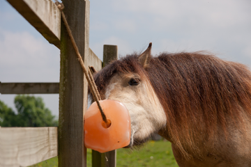 Does My Horse Need a Salt Block?