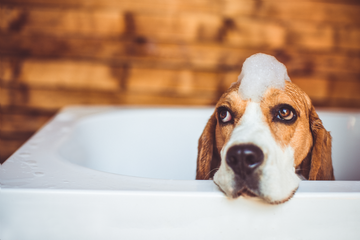 Dog Grooming 101