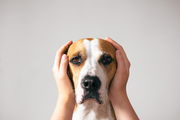 Dogs + Fireworks: Keeping Them Safe