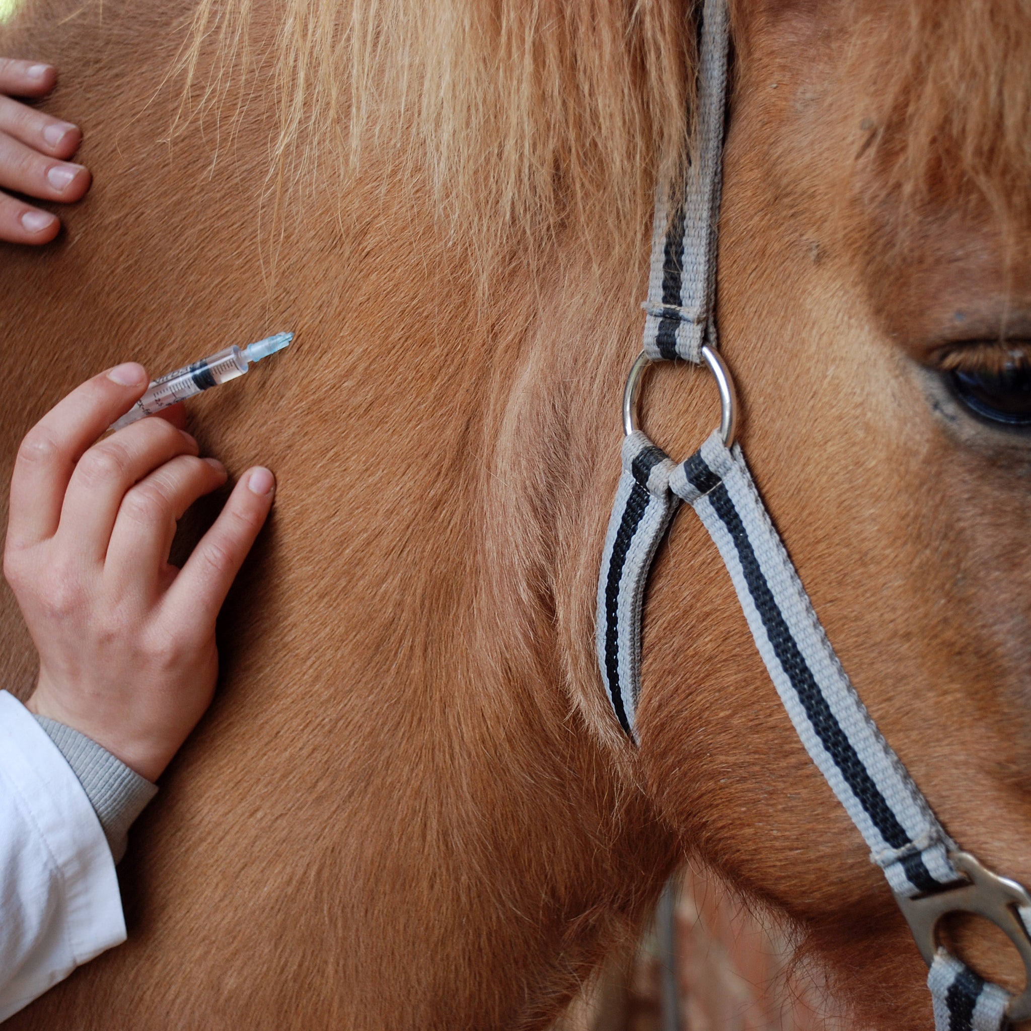 What to Expect When Vaccinating Your Horse
