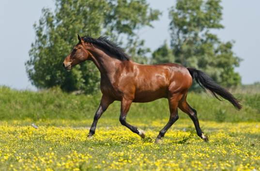 What You Need to Know About Equine Skin Health