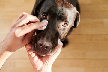 Home Remedies for Dry Eyes in Dogs That Actually Help
