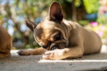 Home Remedies for Canine Seborrhea and Flaky Skin