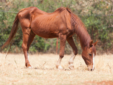 Horse Body Conditioning Score