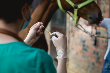 Horse Care: Four Intramuscular Injection Sites