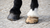 How Long Can a Horse Live with Navicular