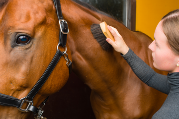 How to Get That Show-Ready Shine: Skin and Coat Care Tips