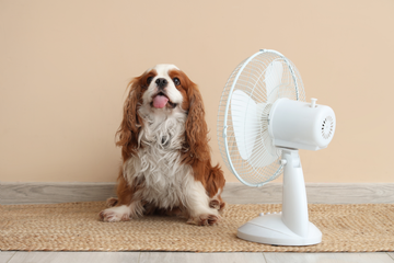 How to Treat a Dog’s Fever at Home Safely