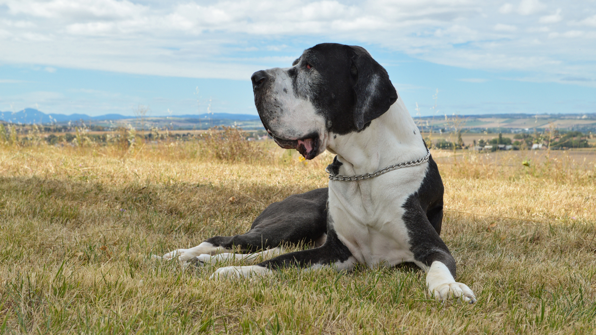 Curated visual reference: Fresh Look at How To Help A Dog With Sore Muscles