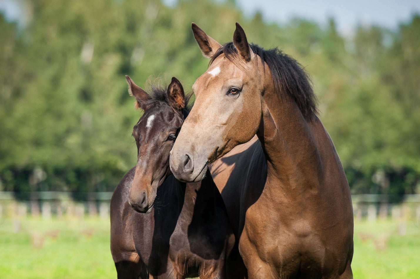 How to Manage A Moody Mare